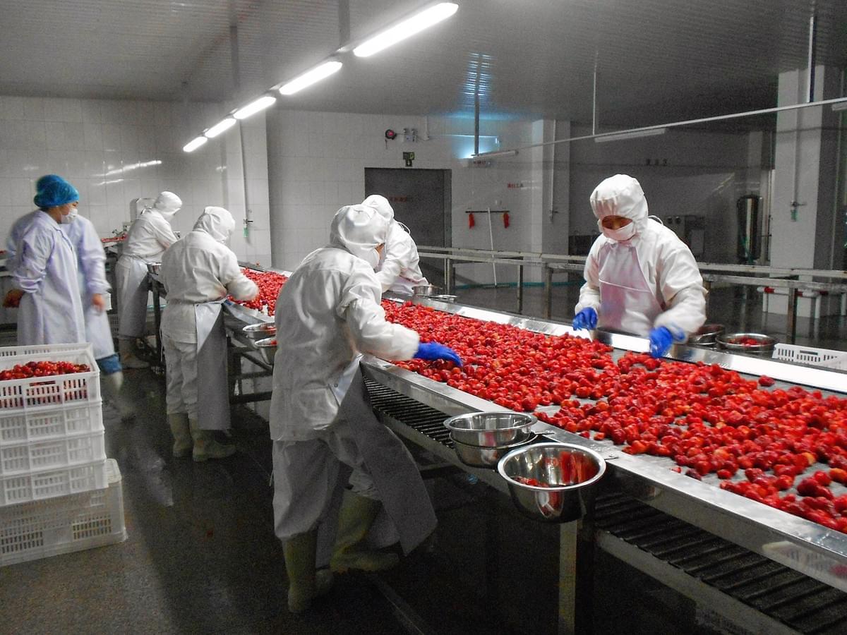 KOSHER IQF Frozen Strawberry Supplier China KOSHER IQF Frozen Strawberry Supplier China