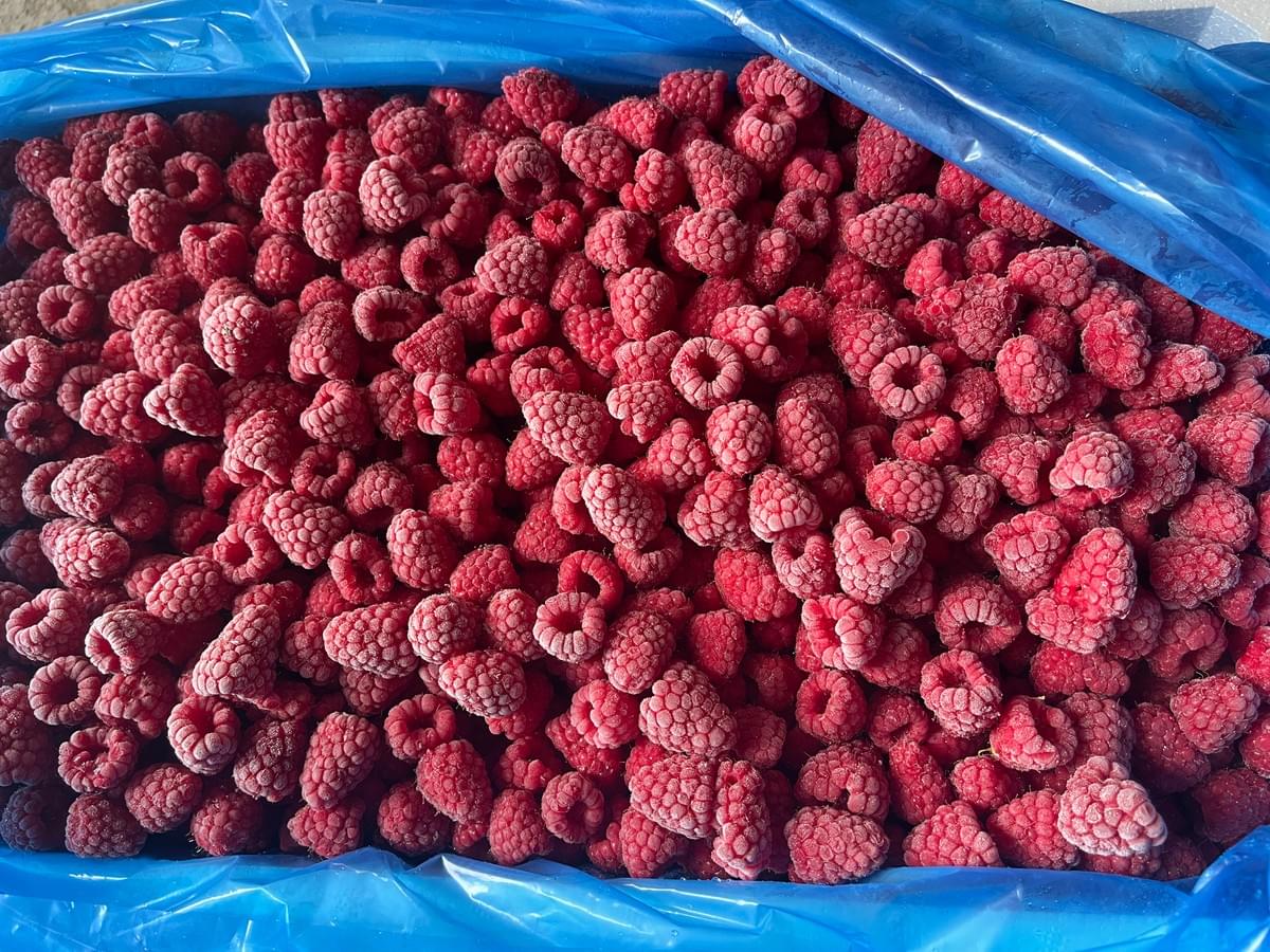 bulk frozen raspberries supplier China bulk frozen raspberries supplier China