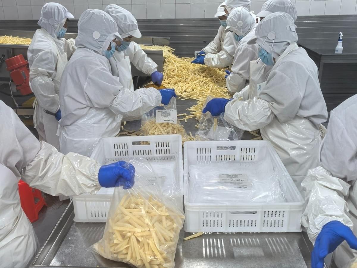 ISO certified frozen straight cut French fries manufacturer ISO certified frozen straight cut French fries manufacturer