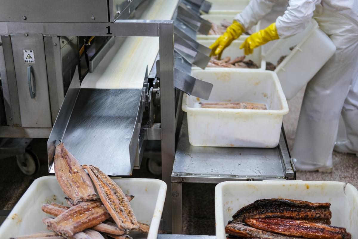 Frozen pre-cooked unagi kabayaki wholesale Frozen pre-cooked unagi kabayaki wholesale
