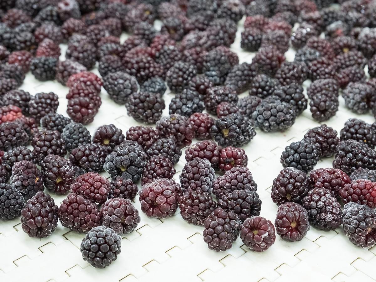 IQF Frozen Blackberries