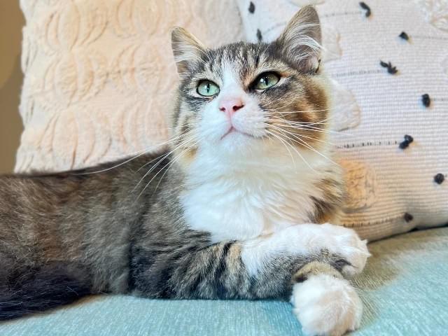 猫がいる宿・猫と泊まれる宿おすすめ-和心村 猫がいる宿・猫と泊まれる宿おすすめ-和心村