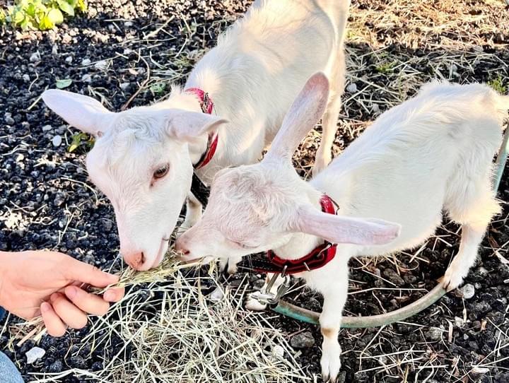 関東グランピング-和心村-動物たちとのふれあいで癒される 関東グランピング-和心村-動物たちとのふれあいで癒される