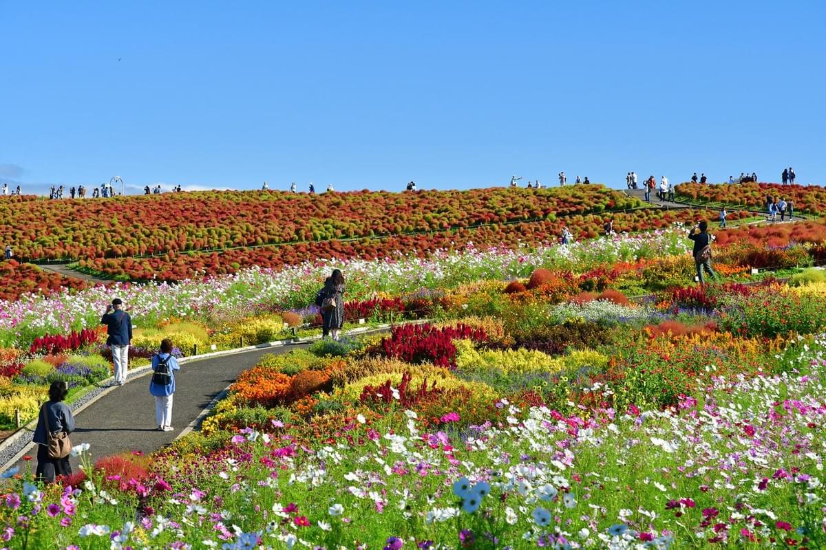 関東でおすすめの日帰り自然ドライブスポット-国営ひたち海浜公園 関東でおすすめの日帰り自然ドライブスポット-国営ひたち海浜公園