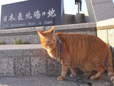猫がいる宿・猫と泊まれる宿おすすめ-ペンションひみつ基地 猫がいる宿・猫と泊まれる宿おすすめ-ペンションひみつ基地