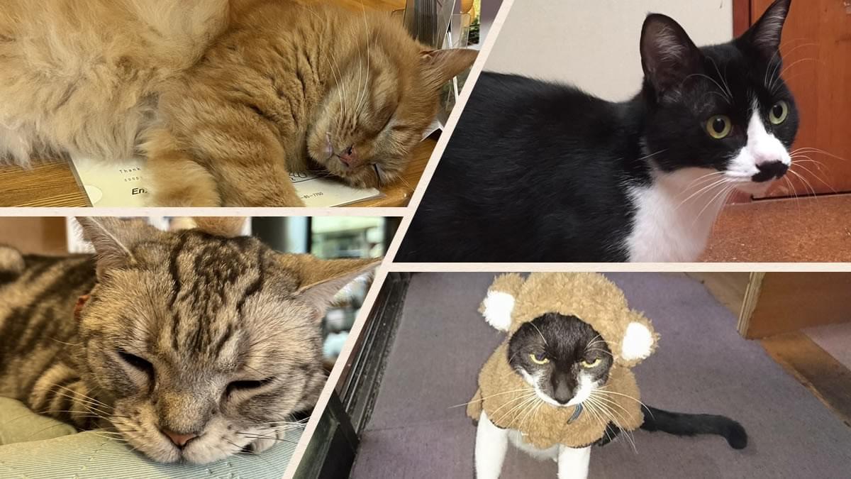 猫がいる宿・猫と泊まれる宿おすすめ-仙石原温泉 温泉旅館みたけ 猫がいる宿・猫と泊まれる宿おすすめ-仙石原温泉 温泉旅館みたけ