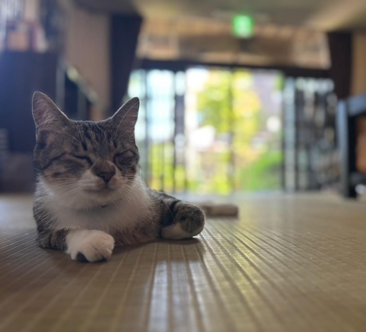 猫がいる宿・猫と泊まれる宿おすすめ-草津温泉 中村屋旅館 猫がいる宿・猫と泊まれる宿おすすめ-草津温泉 中村屋旅館