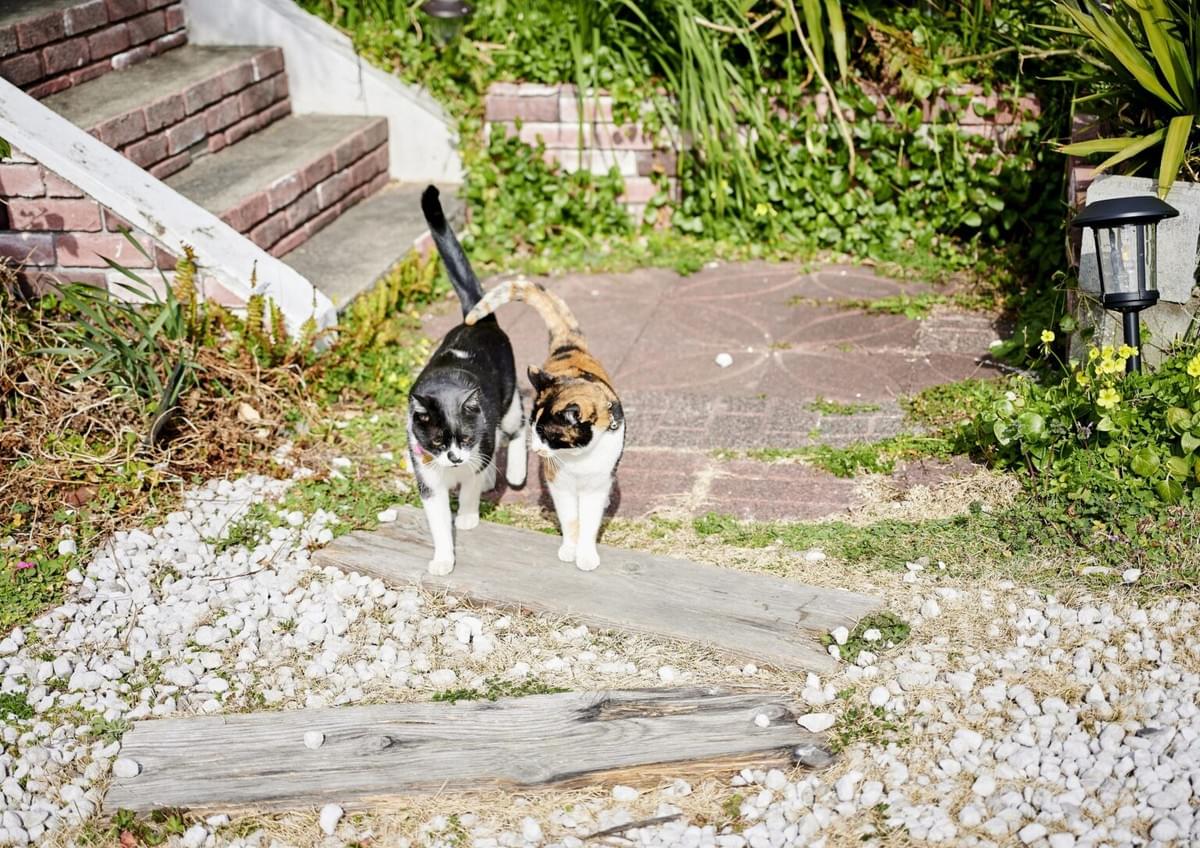 猫がいる宿・猫と泊まれる宿おすすめ-ペンション アトカ 猫がいる宿・猫と泊まれる宿おすすめ-ペンション アトカ