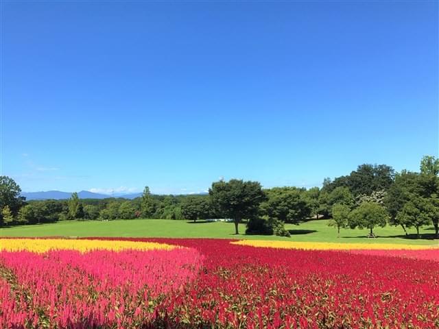 関東で自然と癒しを感じるおすすめスポット-国営武蔵丘陵森林公園 関東で自然と癒しを感じるおすすめスポット-国営武蔵丘陵森林公園