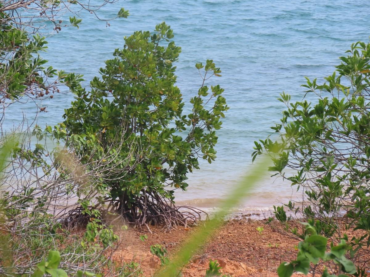 Section image