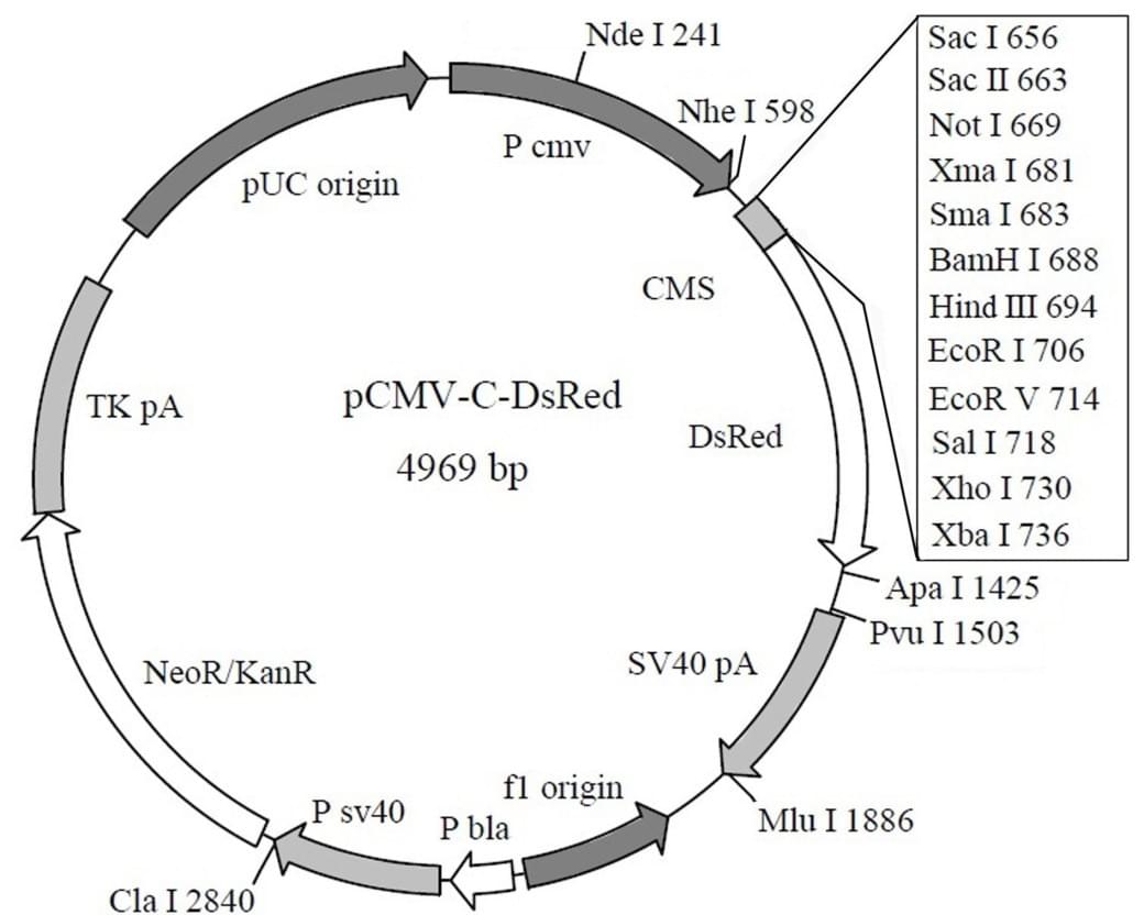 pCMV-C-DsRed