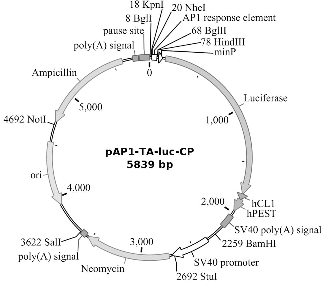 pAP1-TA-luc-CP