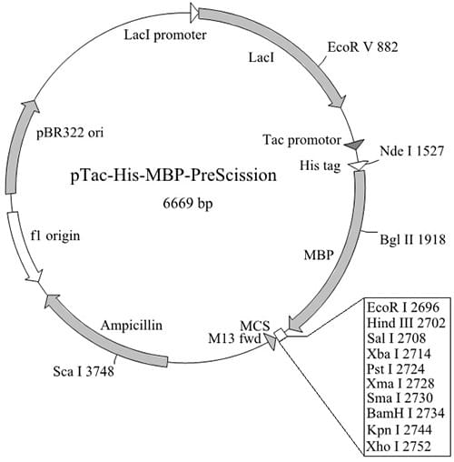 pTac-His-MBP-PreScission