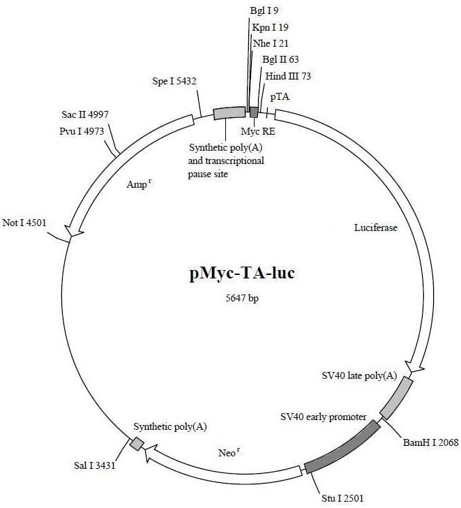 pMyc-TA-luc
