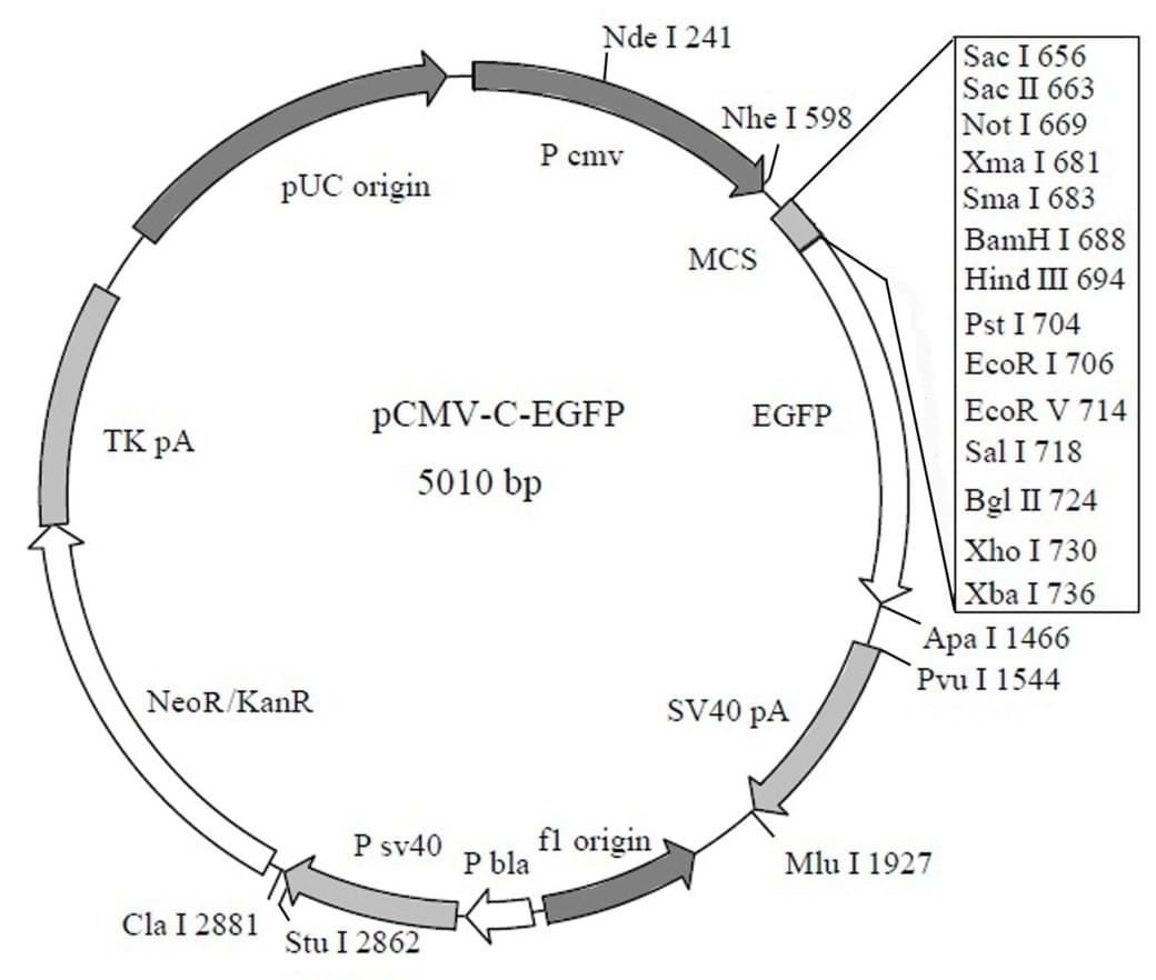 pCMV-C-EGFP