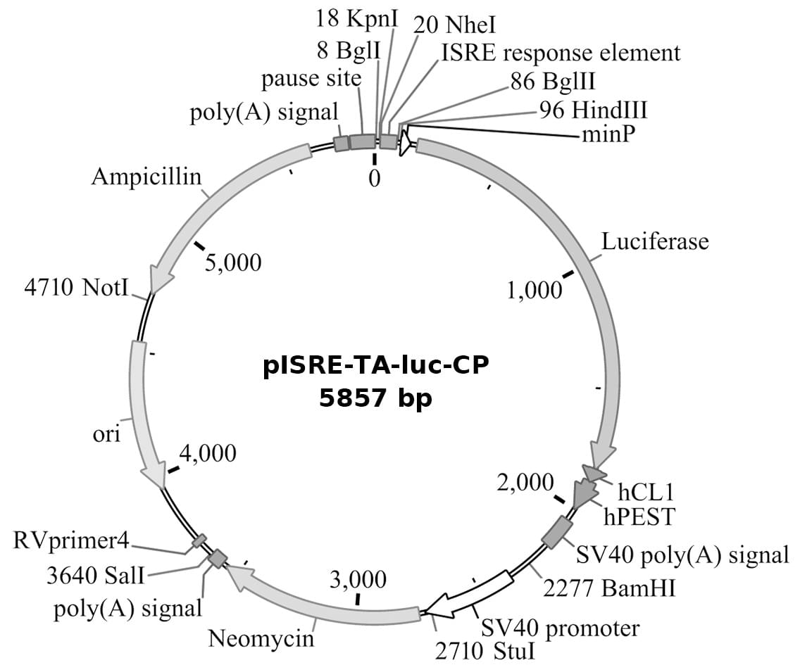 pISRE-TA-luc-CP