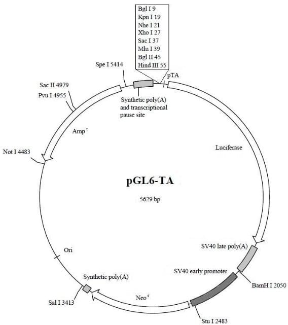 pGL6-TA