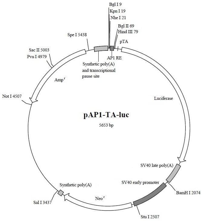 pAP1-TA-luc