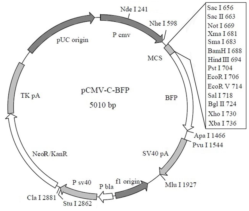 pCMV-C-BFP