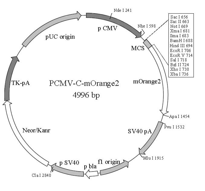 pCMV-C-mOrange2