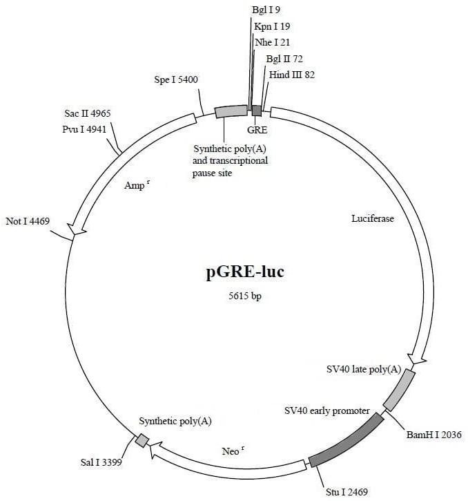 pGRE-luc