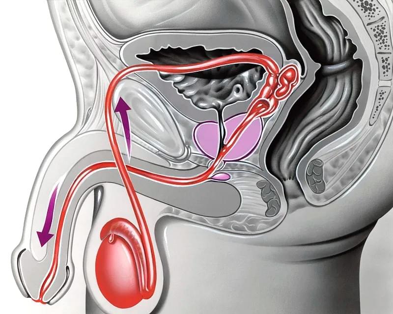 Section image