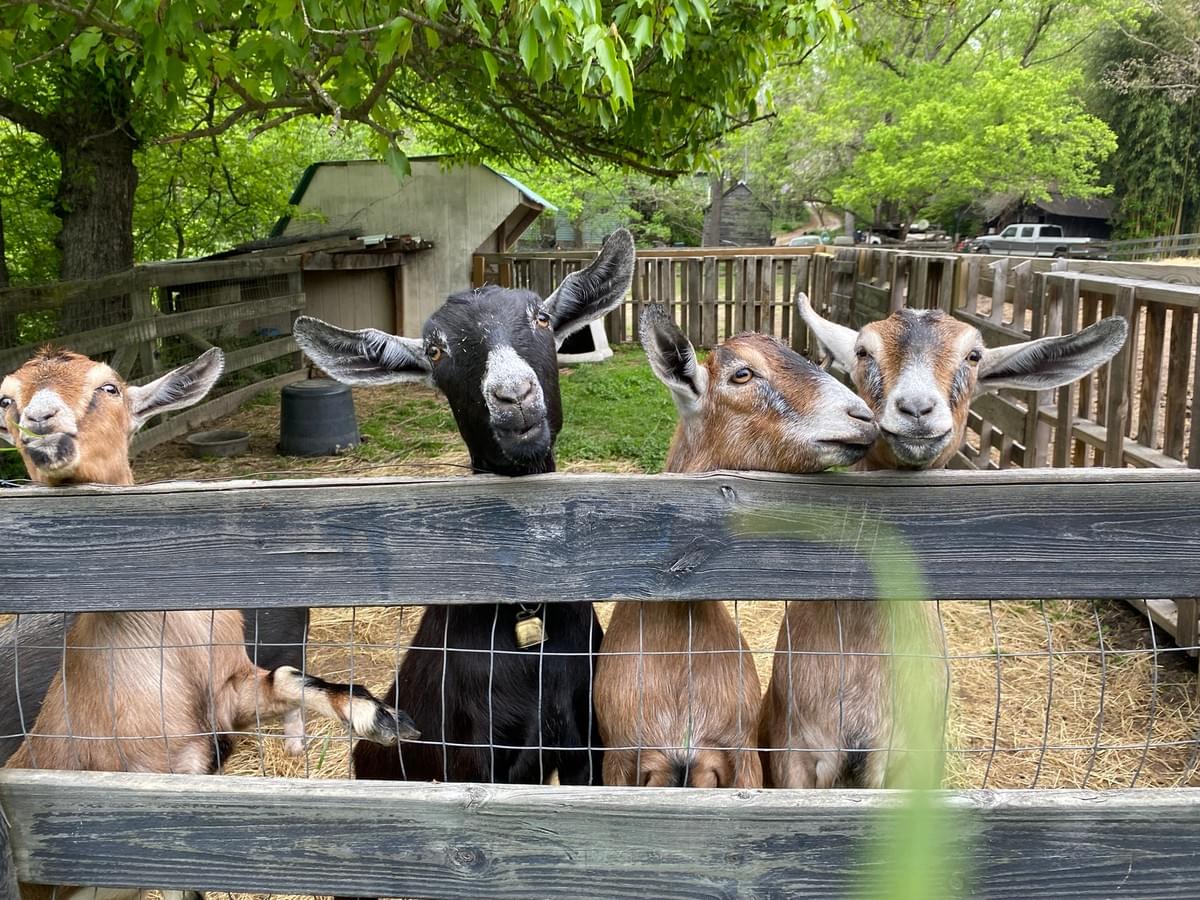 Explore Our Nature-Based Healing Services Begin Your Healing Journey Nature-based healing for the mind, body and spirits of women, couples, children and families on the farm. With a combination of hands-on alignment and myofascial release, egyptian reiki, ceremonial clearing and holistic health coaching, Dr. Elsea and her interspecies healing team are ready to move beyond convention with you to facilitate your healing journeys progress. Heart-centered, integrative and community-driven, Clear is here. Clear is home. Welcome! Explore Our Nature-Based Healing Services Begin Your Healing Journey Nature-based healing for the mind, body and spirits of women, couples, children and families on the farm. With a combination of hands-on alignment and myofascial release, egyptian reiki, ceremonial clearing and holistic health coaching, Dr. Elsea and her interspecies healing team are ready to move beyond convention with you to facilitate your healing journeys progress. Heart-centered, integrative and community-driven, Clear is here. Clear is home. Welcome!