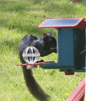 Squirrel eating at DETIKO bird feeder with camera Squirrel eating at DETIKO bird feeder with camera