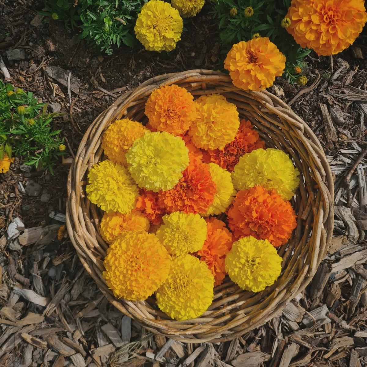 Natural dye with marigold flowers Natural dye with marigold flowers