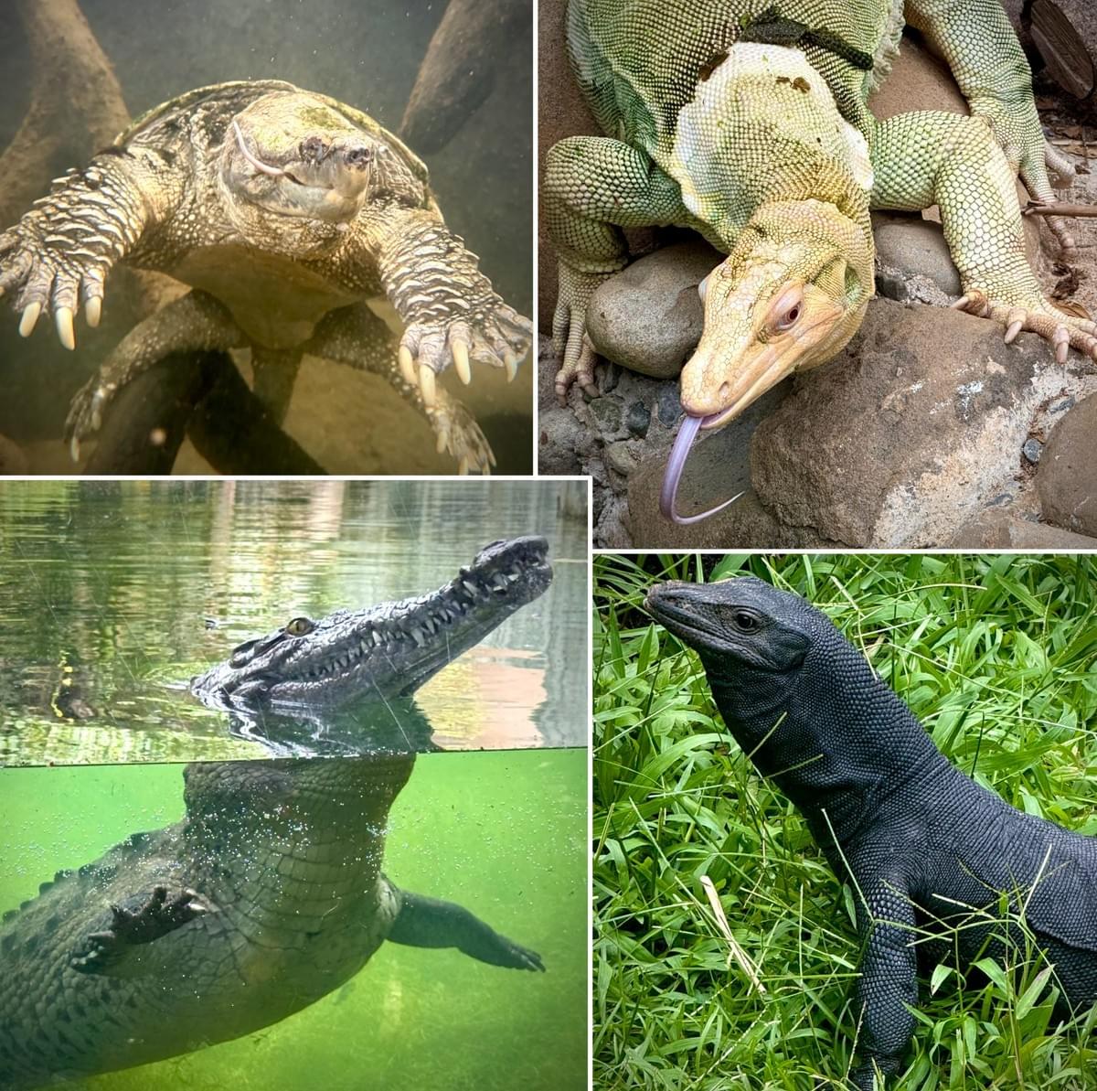Reptilandia park — an educational family adventure Reptilandia park — an educational family adventure