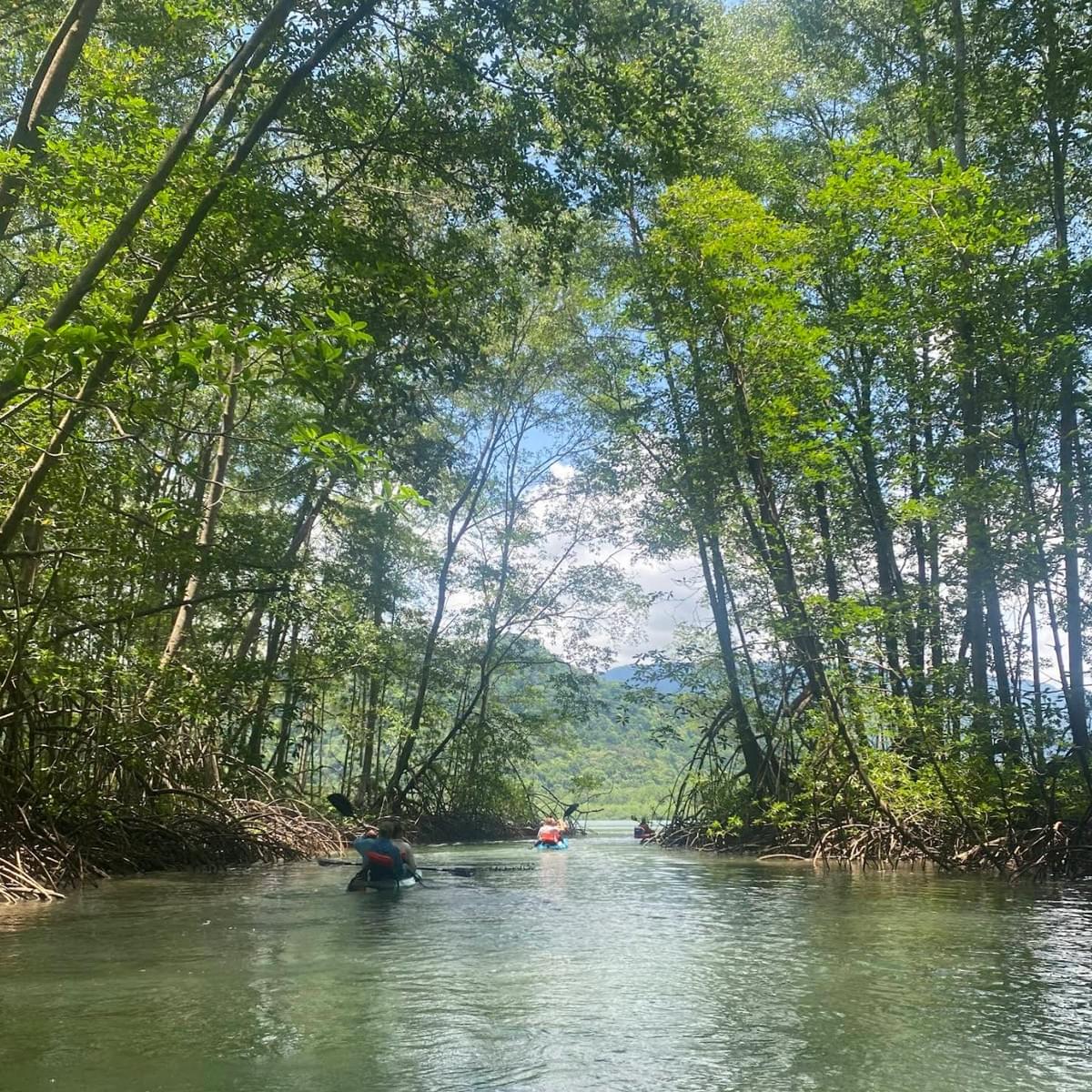 Mangrove Kayaking with Beach Break -Uvita Salvaje. Photo Credit: Sam Ludwig Mangrove Kayaking with Beach Break -Uvita Salvaje. Photo Credit: Sam Ludwig