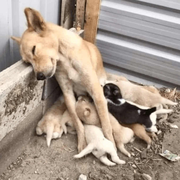 A mother dog on the street feeding her puppies. A mother dog on the street feeding her puppies.