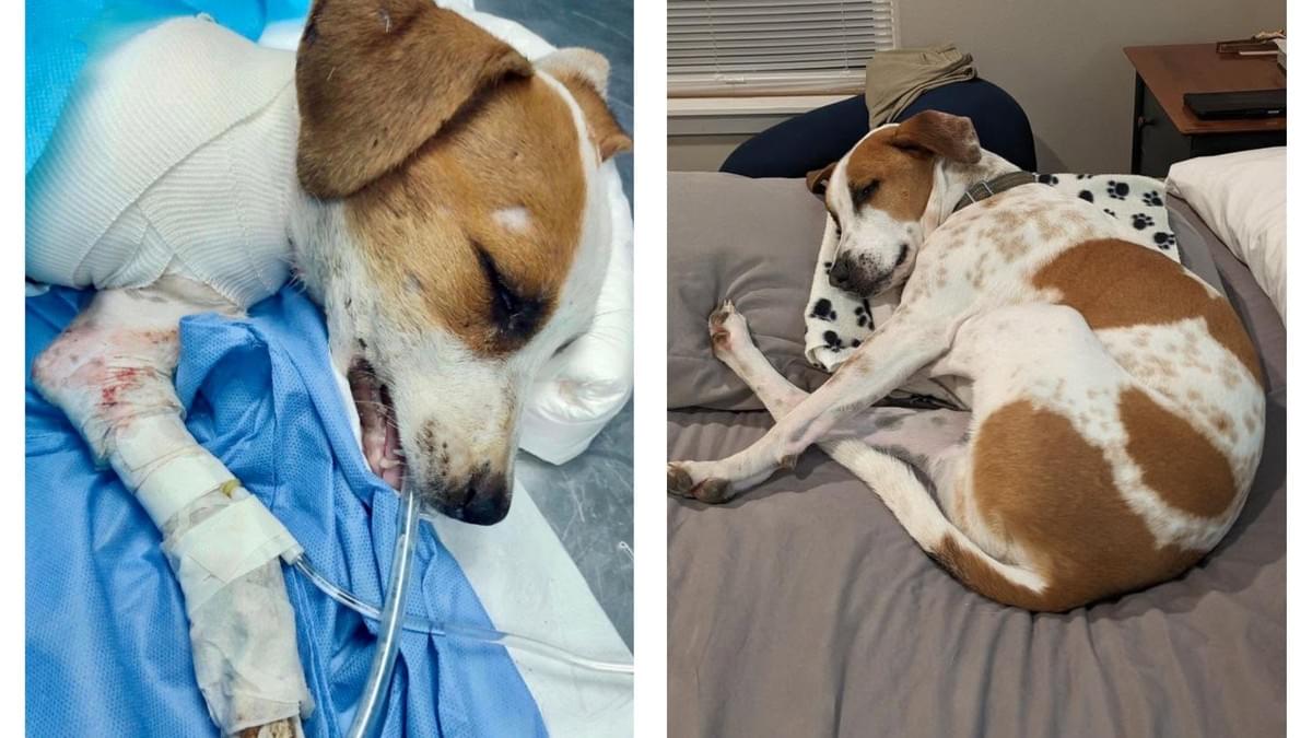 Side-by-side photos of Forty during treatment and after recovery in his forever home. Side-by-side photos of Forty during treatment and after recovery in his forever home.