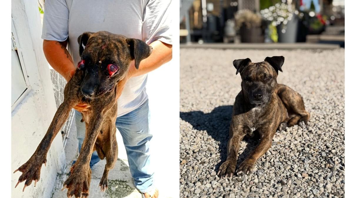 Side-by-side photos of Tigrilla before rescue and after recovery, showing her transformation following medical treatment and care. Side-by-side photos of Tigrilla before rescue and after recovery, showing her transformation following medical treatment and care.