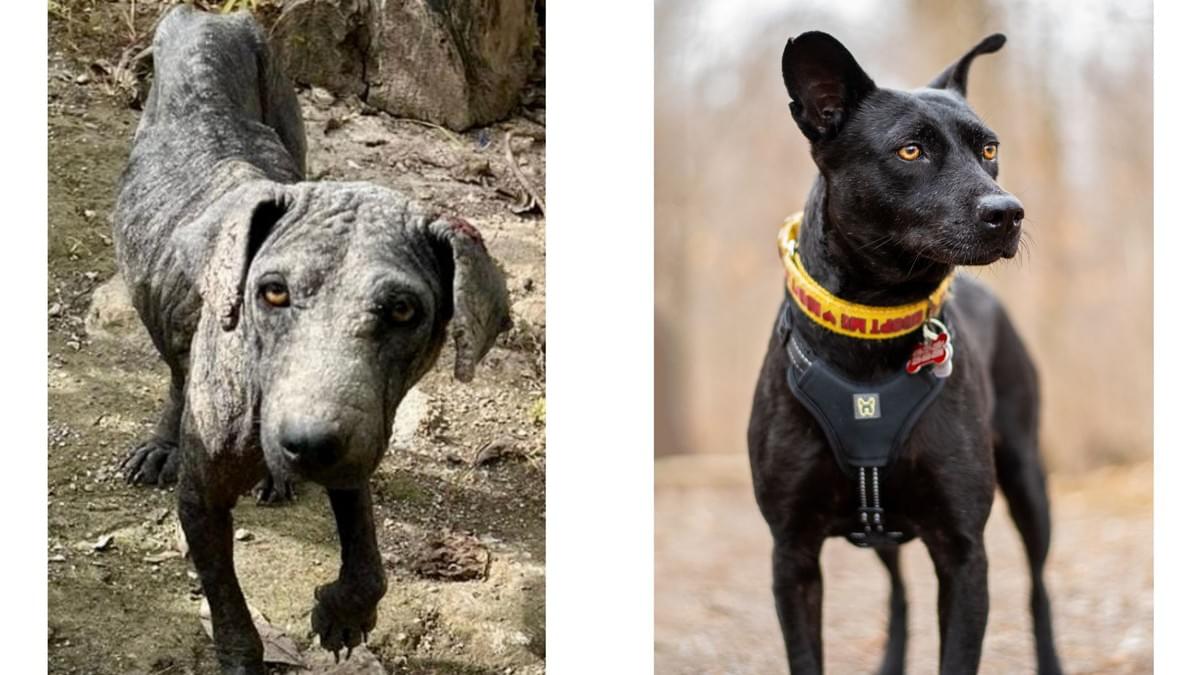 Side-by-side photos of Chapita before rescue and after recovery, showing her journey from neglect to health and safety. Side-by-side photos of Chapita before rescue and after recovery, showing her journey from neglect to health and safety.