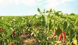 Our process of transformation allows us to enhance our products, while ensuring their marketing in local and international markets. Transformation and commercialization Our Mission We do production, collection, storage, transformation and marketing of products including coffee, cocoa, rubber, palm, food crops, livestock products and other agricultural products of the members. Our process of transformation allows us to enhance our products, while ensuring their marketing in local and international markets. Transformation and commercialization Our Mission We do production, collection, storage, transformation and marketing of products including coffee, cocoa, rubber, palm, food crops, livestock products and other agricultural products of the members.