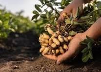 Our process of transformation allows us to enhance our products, while ensuring their marketing in local and international markets. Transformation and commercialization Our Mission We do production, collection, storage, transformation and marketing of products including coffee, cocoa, rubber, palm, food crops, livestock products and other agricultural products of the members. Our process of transformation allows us to enhance our products, while ensuring their marketing in local and international markets. Transformation and commercialization Our Mission We do production, collection, storage, transformation and marketing of products including coffee, cocoa, rubber, palm, food crops, livestock products and other agricultural products of the members.