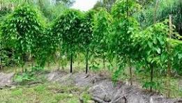 Our process of transformation allows us to enhance our products, while ensuring their marketing in local and international markets. Transformation and commercialization Our Mission We do production, collection, storage, transformation and marketing of products including coffee, cocoa, rubber, palm, food crops, livestock products and other agricultural products of the members. Our process of transformation allows us to enhance our products, while ensuring their marketing in local and international markets. Transformation and commercialization Our Mission We do production, collection, storage, transformation and marketing of products including coffee, cocoa, rubber, palm, food crops, livestock products and other agricultural products of the members.