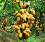 Our process of transformation allows us to enhance our products, while ensuring their marketing in local and international markets. Transformation and commercialization Our Mission We do production, collection, storage, transformation and marketing of products including coffee, cocoa, rubber, palm, food crops, livestock products and other agricultural products of the members. Our process of transformation allows us to enhance our products, while ensuring their marketing in local and international markets. Transformation and commercialization Our Mission We do production, collection, storage, transformation and marketing of products including coffee, cocoa, rubber, palm, food crops, livestock products and other agricultural products of the members.