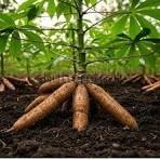 We commit to producing high-quality agricultural products, including coffee, cocoa, and other crops, while respecting sustainable and fair practices. Quality production Our Mission We do production, collection, storage, transformation and marketing of products including coffee, cocoa, rubber, palm, food crops, livestock products and other agricultural products of the members. We commit to producing high-quality agricultural products, including coffee, cocoa, and other crops, while respecting sustainable and fair practices. Quality production Our Mission We do production, collection, storage, transformation and marketing of products including coffee, cocoa, rubber, palm, food crops, livestock products and other agricultural products of the members.