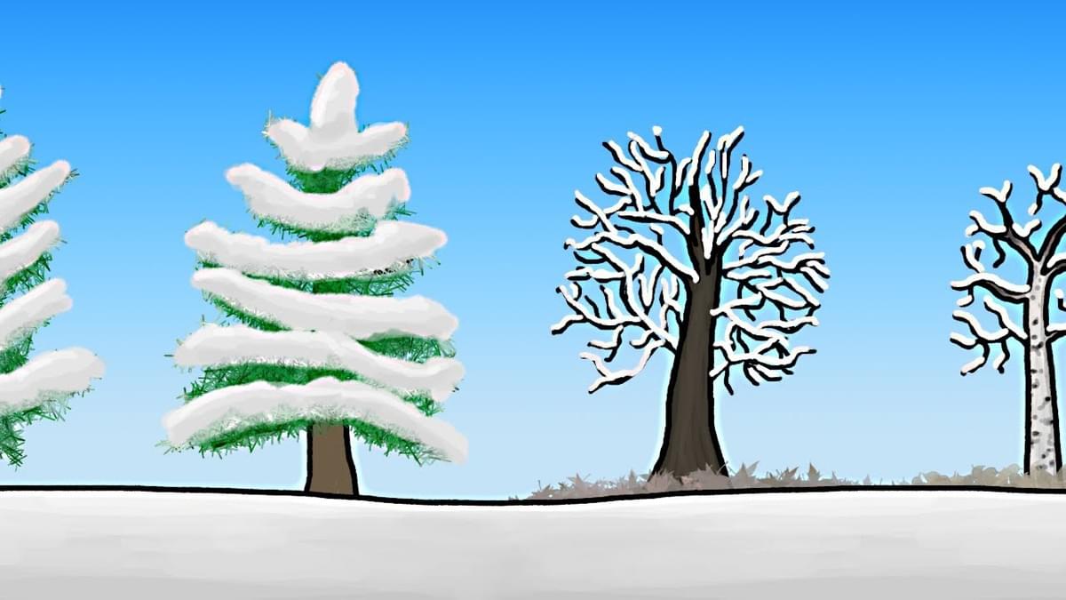 Learn about how trees survive during winter, including adaptations that help them stave off frostbite and prevent bubbles from developing internally. Learn about how trees survive during winter, including adaptations that help them stave off frostbite and prevent bubbles from developing internally.