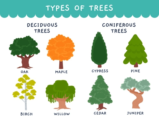 Coniferous v/s Deciduous Forests Coniferous v/s Deciduous Forests