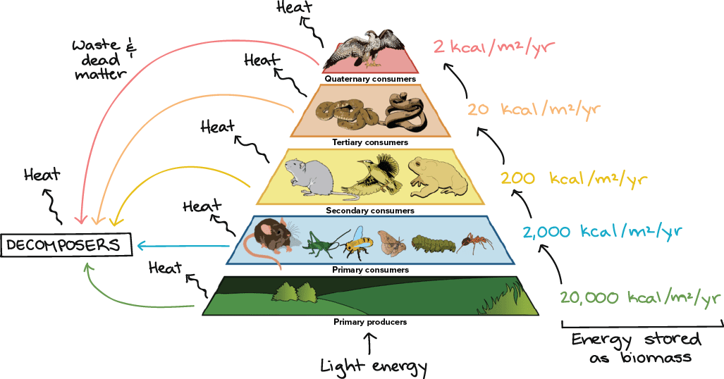 Food Webs and Energy Food Webs and Energy
