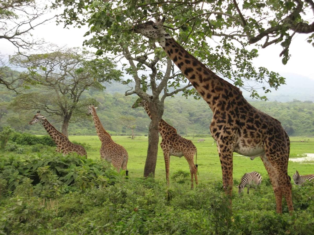 Animal & Plant Structure Animal & Plant Structure