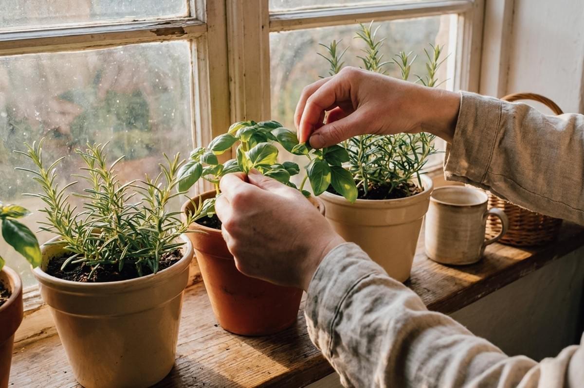 A person tending to potted basil and rosemary herbs lined up along a sunlit wooden windowsill in front of a rustic glass window. A person tending to potted basil and rosemary herbs lined up along a sunlit wooden windowsill in front of a rustic glass window.