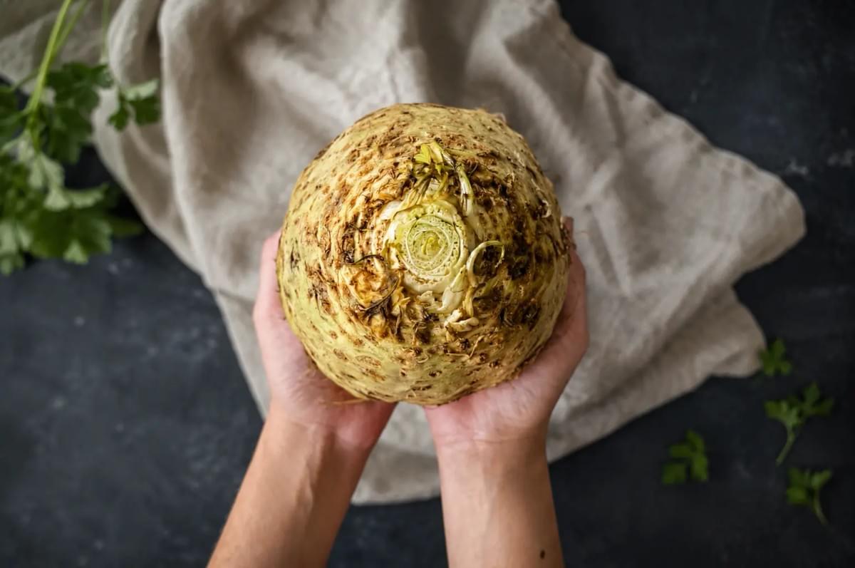 Hands holding a large, whole celeriac bulb over a dark background. Hands holding a large, whole celeriac bulb over a dark background.