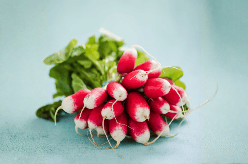 A focused bundle of white-tipped pink spring radishes tied together, presented against a soft, blurred light blue background to emphasize their crisp texture. A focused bundle of white-tipped pink spring radishes tied together, presented against a soft, blurred light blue background to emphasize their crisp texture.