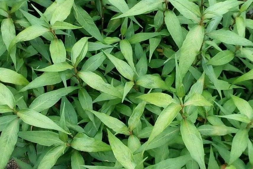 The image displays a close-up, top-down view of a dense cluster of vibrant green Vietnamese coriander leaves. The elongated, pointed leaves feature prominent central veins and grow in a overlapping, lush pattern across the entire frame. The image displays a close-up, top-down view of a dense cluster of vibrant green Vietnamese coriander leaves. The elongated, pointed leaves feature prominent central veins and grow in a overlapping, lush pattern across the entire frame.