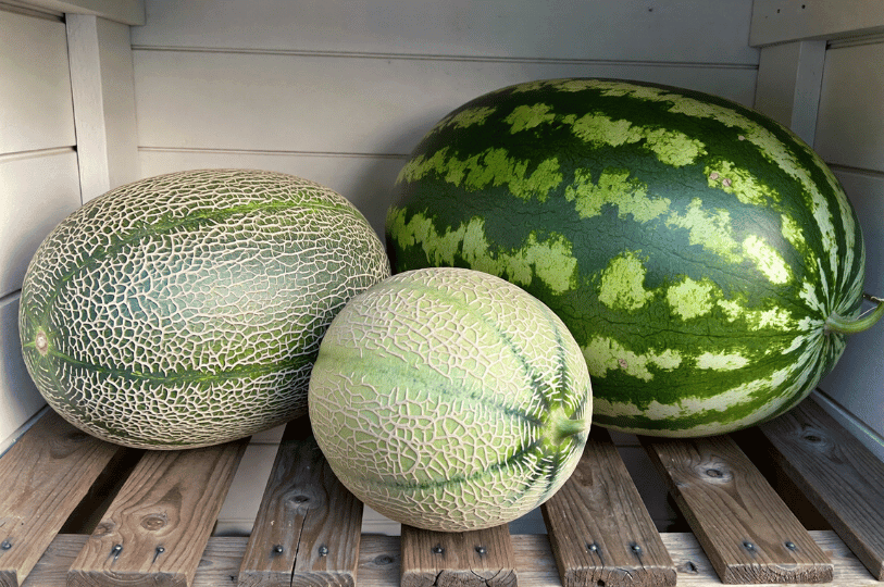 Three whole melons—a large striped watermelon, a long honeydew, and a round cantaloupe—resting on a rustic wooden slatted shelf. Three whole melons—a large striped watermelon, a long honeydew, and a round cantaloupe—resting on a rustic wooden slatted shelf.