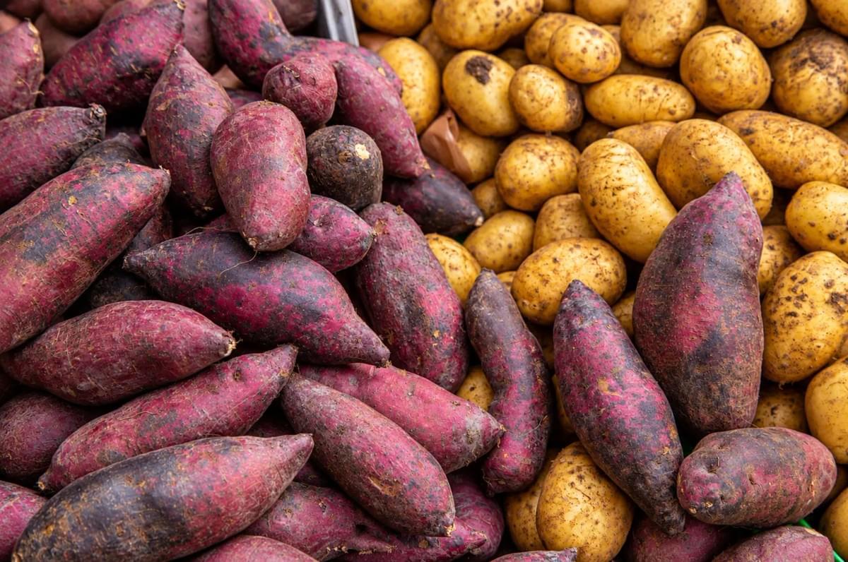 Close-up view of fresh purple sweet potatoes and golden yellow potatoes displayed side by side. Close-up view of fresh purple sweet potatoes and golden yellow potatoes displayed side by side.